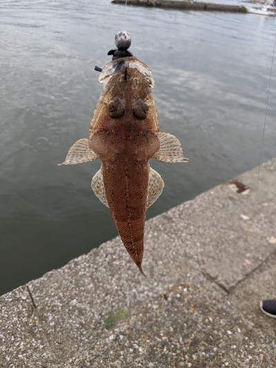 チヌ、ワーム狙いも