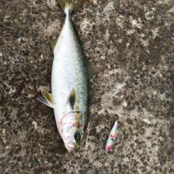 今期初タチウオ