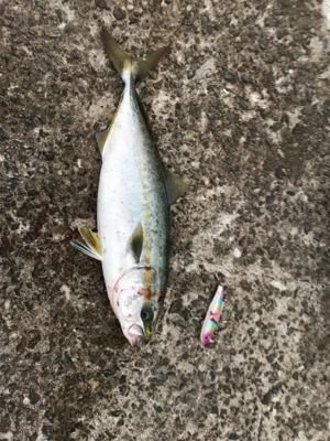 今期初タチウオ