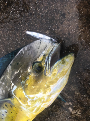 まさかのシイラ