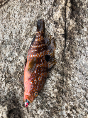 エギングの合間に