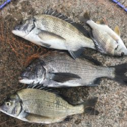 紀州釣りでまさかのエイ