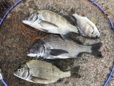 紀州釣りでまさかのエイ