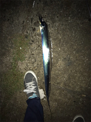 アジング＆タチウオ