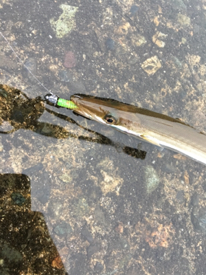 アジングのはずが