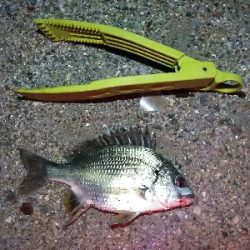 大きい個体は何処に？