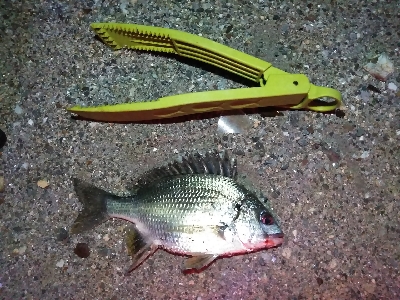 大きい個体は何処に？