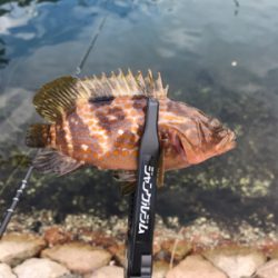 アオリイカを求めて⑦