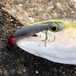 神戸湾奥 青物はベイトの回遊次第