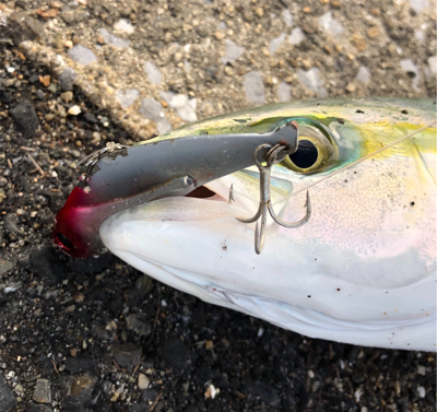 神戸湾奥 青物はベイトの回遊次第