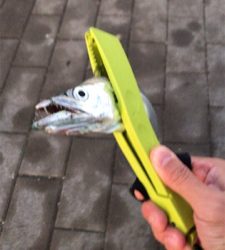 ハマチと呼びたい