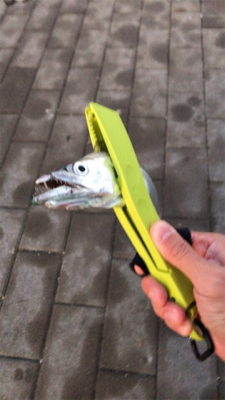 ハマチと呼びたい