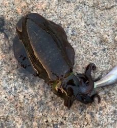 時合に当たった！