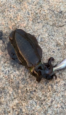 時合に当たった！