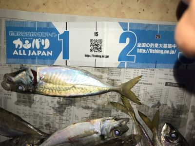 泉佐野一文字の竿下サビキ