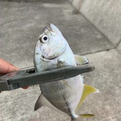 イカを求めてランガン！