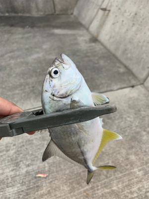 イカを求めてランガン！