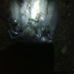 祝！アオリイカ100杯達成！！アオリイカ11杯！