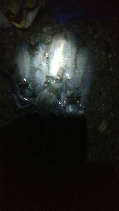 祝！アオリイカ100杯達成！！アオリイカ11杯！