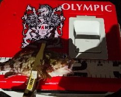 アジング練習28