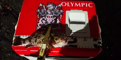 アジング練習28