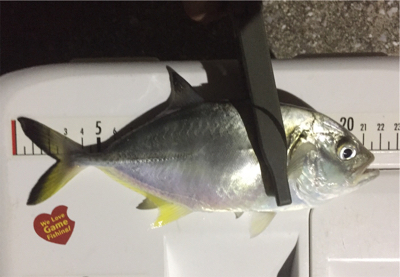 メッキ・チヌ・キビレ・アジ