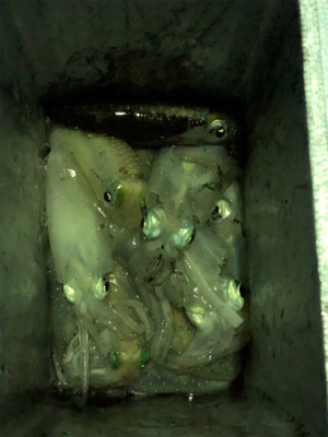 二神島 エギング