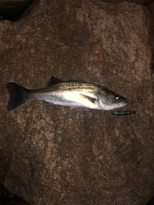 粘りのシーバス