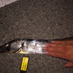 今季初タチウオ