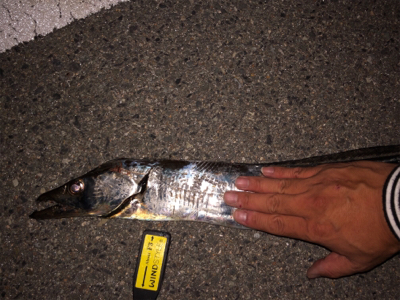 今季初タチウオ