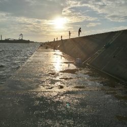 武庫一青物好調