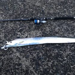 刹那の太刀魚タイム