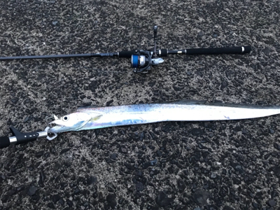 刹那の太刀魚タイム