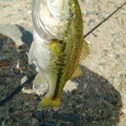 子バス釣り