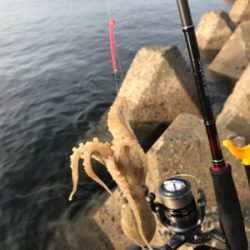 久しぶりのキス釣り(^^)