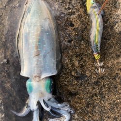 楽しいね エギング