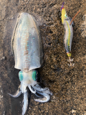 楽しいね エギング