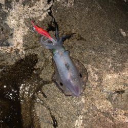 初エギング初釣果！おまけの特大マゴチ！