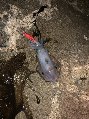 初エギング初釣果！おまけの特大マゴチ！