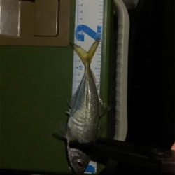 アジングとエギング