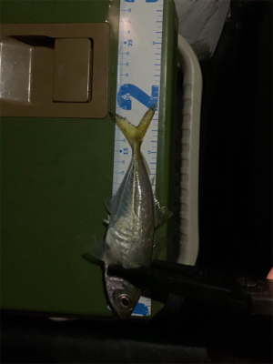 アジングとエギング