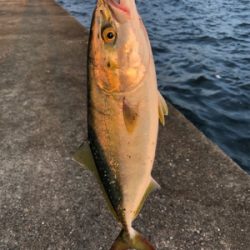 ショアジギング