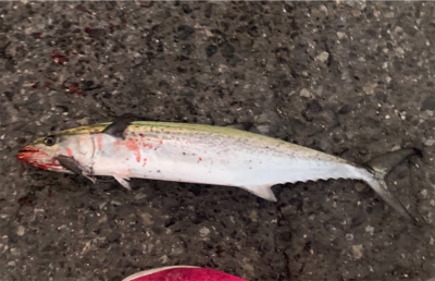 カンパリさんありがとうございます。