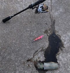 秋イカエギング調査