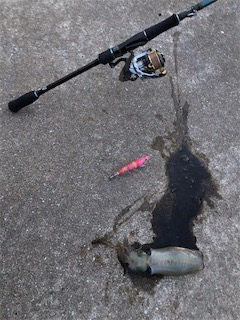 秋イカエギング調査