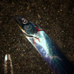 好調泉大津タチウオ♩