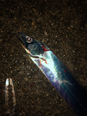 好調泉大津タチウオ♩