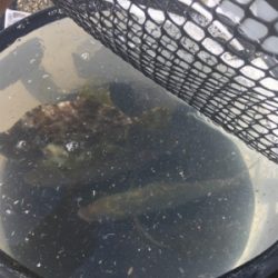 カゴ釣り、サビキ釣り