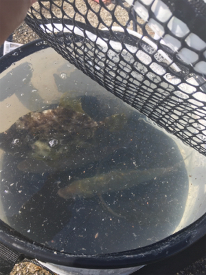 カゴ釣り、サビキ釣り