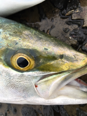 太刀魚狙いのつもりが。。